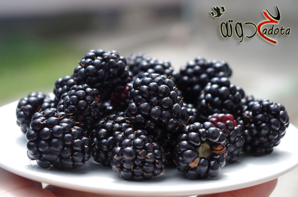 تفسير حلم أكل التوت في المنام