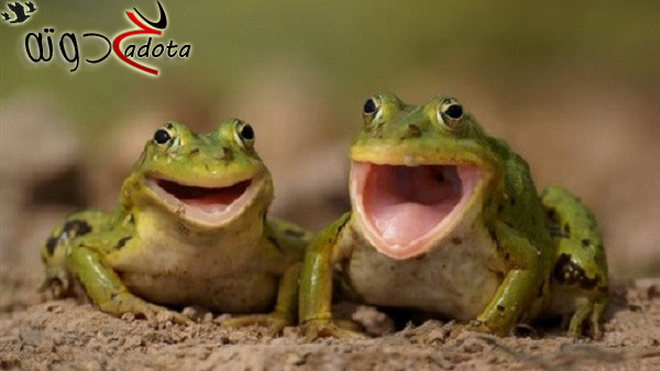 تفسير رؤية الضفدع في المنام لابن سيرين