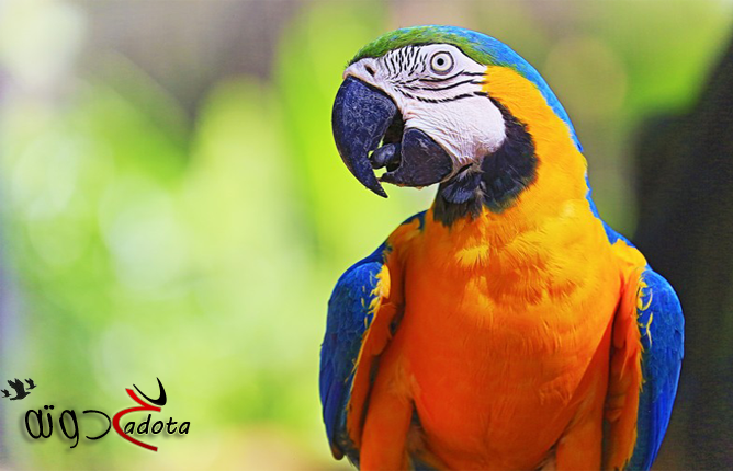 ما تفسير رؤية الببغاء في المنام