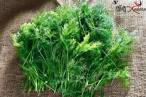 ماذا يعني الشبت في الحلم؟