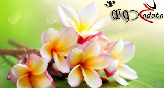 تفسير رؤية الياسمين في المنام لابن سيرين