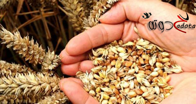 تفسير حلم رؤية الشعير في المنام بالتفصيل