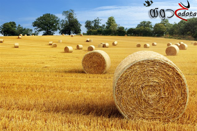 على ماذا يدل التبن في المنام