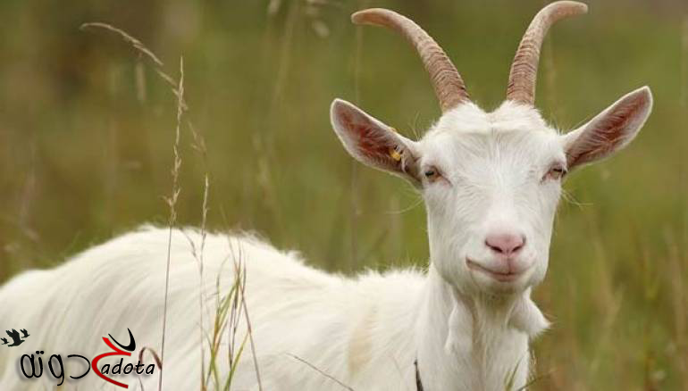 ما هو تفسير رؤية الجدي في المنام