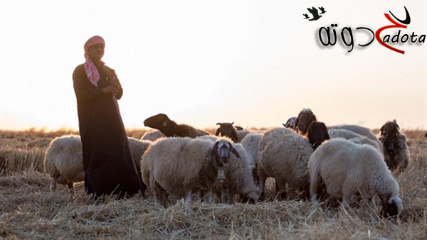 تفسير حلم رؤية رعي الغنم في المنام