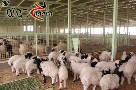 تفسير حلم رؤية الزريبة في المنام