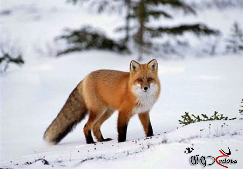 تفسير رؤية الثعلب في المنام