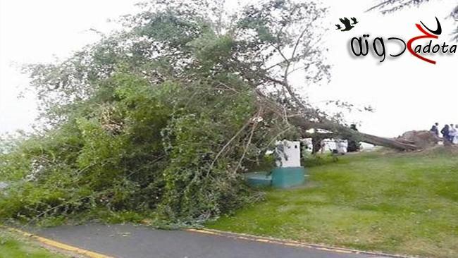 تفسير حلم رؤية تساقط الأشجار في المنام