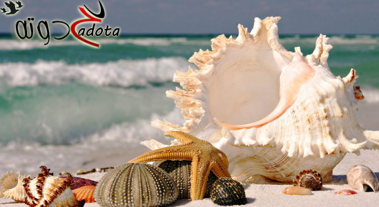 تفسير حلم صدف البحر في المنام