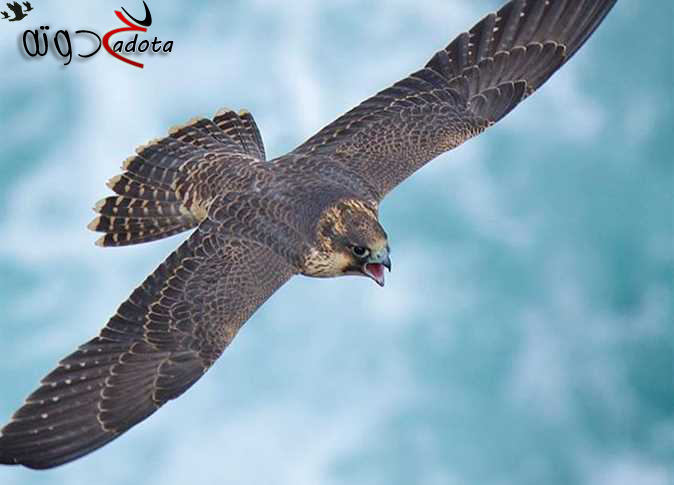 تفسير حلم رؤية الصقر في المنام