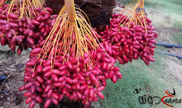 تفسير حلم رؤية البلح الاحمر في المنام