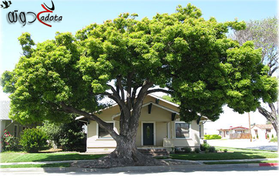 ما هو تفسير حلم الكافور في المنام