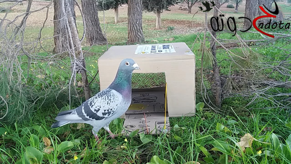 تفسير حلم رؤية الفخ في المنام