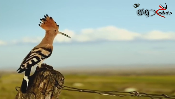 تفسير رؤية الهدهد في المنام لابن سيرين