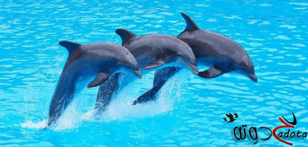 تفسير حلم الدلفين في المنام