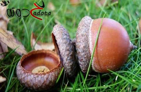 تفسير حلم رؤية البلوط في المنام