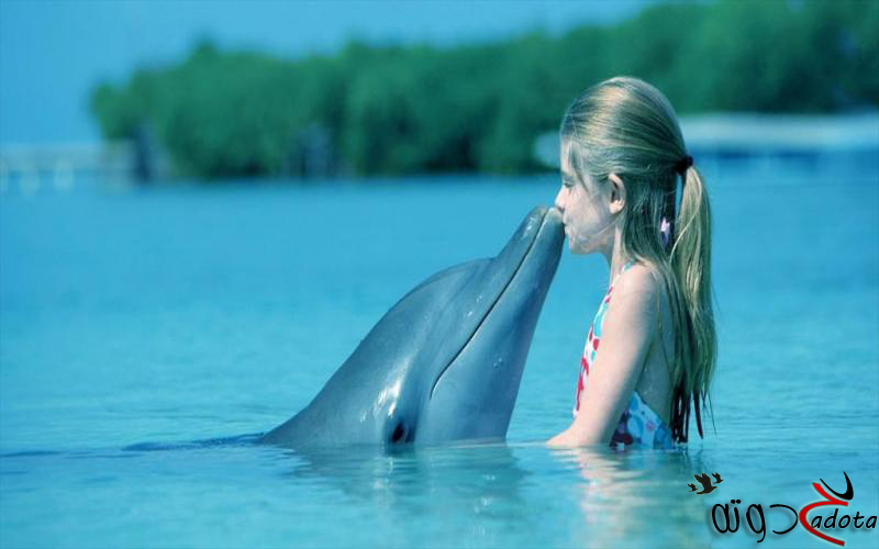 تفسير حلم رؤية الدلفين في المنام