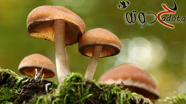 تفسير رؤية الفطر في المنام