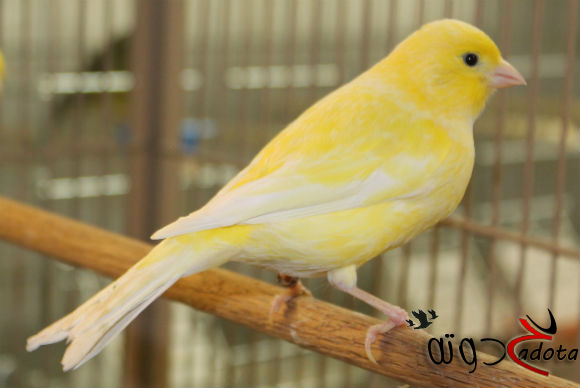 تفسير حلم رؤية العصفور الكناري في المنام