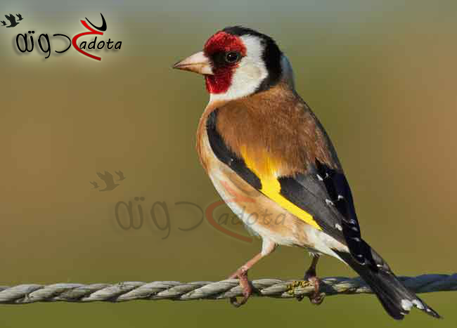 ماذا يعني سماع صوت العصافير في الحلم