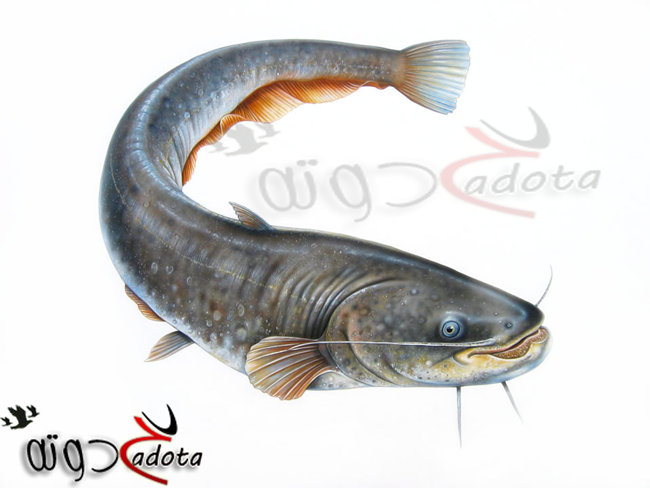 تفسير حلم رؤية القراميط في المنام