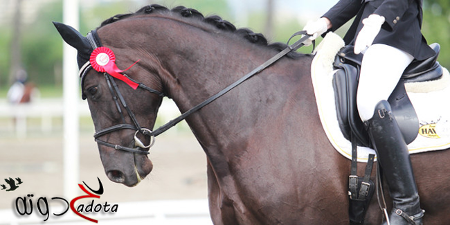 تفسير حلم رؤية سرج الحصان في المنام