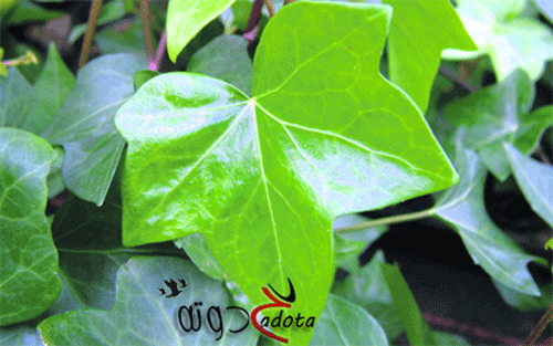 تفسير حلم رؤية اللبلاب في المنام