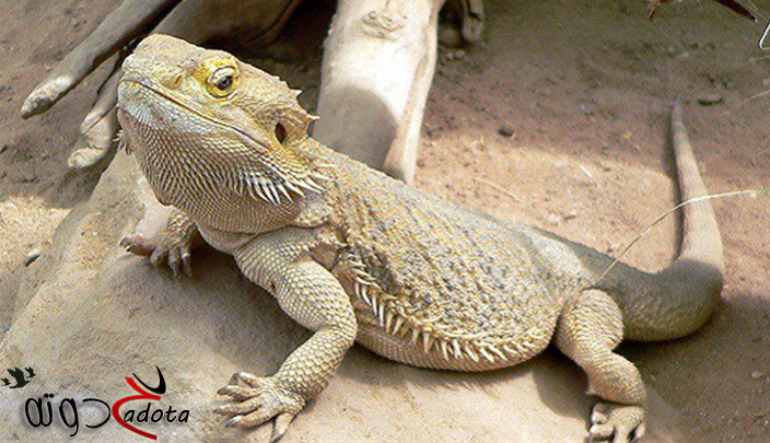 تفسير حلم رؤية السحلية في المنام