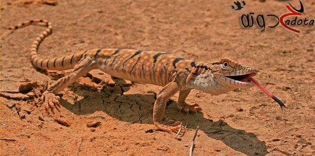 تفسير حلم رؤية الورل في المنام