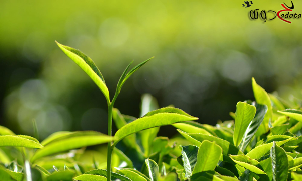 تفسير حلم رؤية الزرع الاخضر في المنام