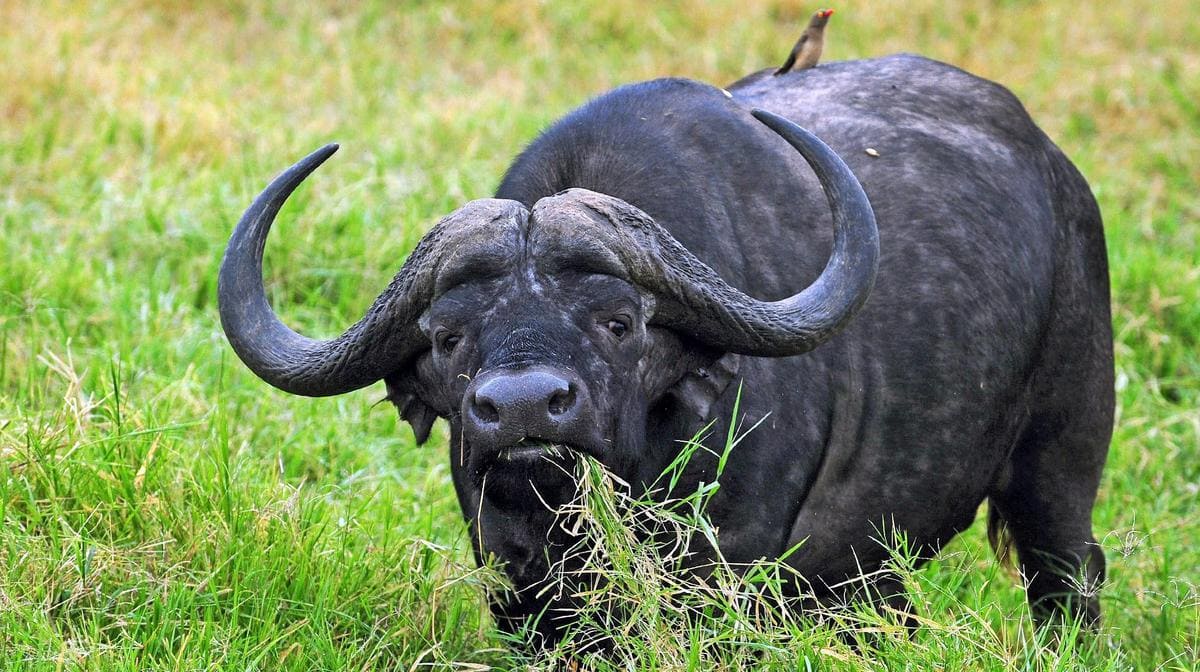 تفسير حلم رؤية الجاموس في المنام