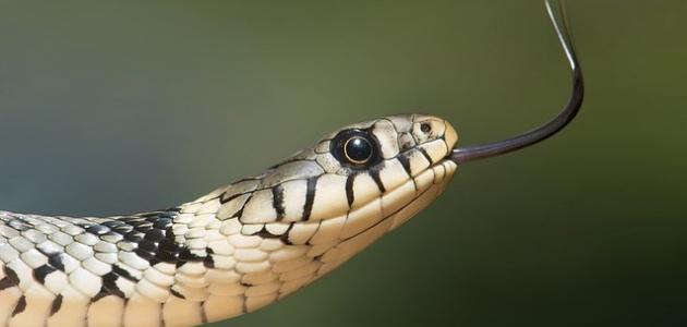 تفسير حلم رؤية اكل الثعبان في المنام