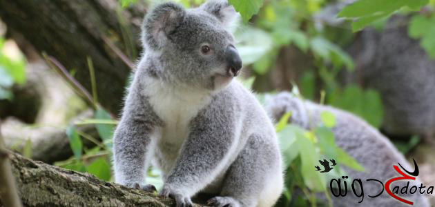 تفسير حلم رؤية حيوان الكوالا في المنام