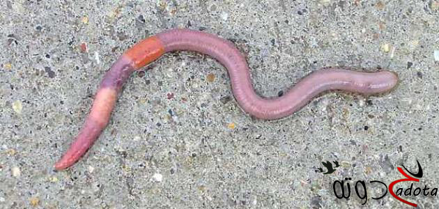 تفسير حلم رؤية خروج الدود في المنام