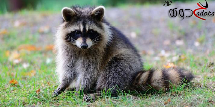 تفسير حلم رؤية حيوان الراكون في المنام