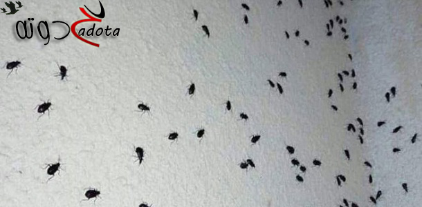 تفسير حلم رؤية الحشرات السوداء في المنام