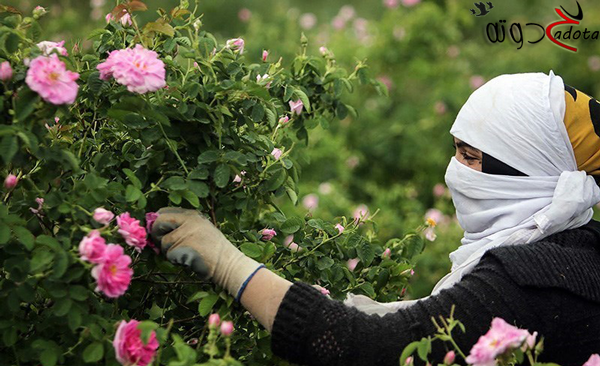 تفسير حلم رؤية قطف الورد في المنام