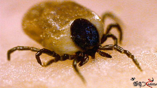 تفسير حلم رؤية القراد في المنام