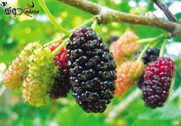 تفسير حلم رؤية شجرة التوت في المنام