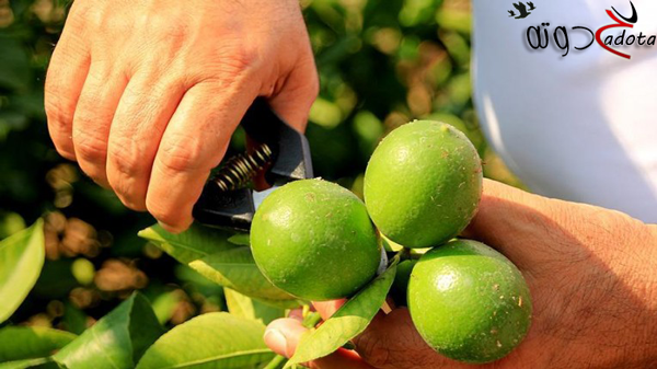 تفسير حلم شجرة الليمون بالتفصيل