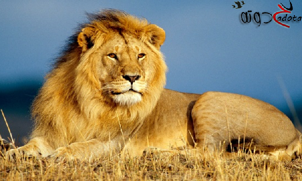 تفسير حلم رؤية الأسد الاليف في المنام