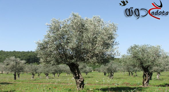 تفسير رؤية شجرة الزيتون في المنام بالتفصيل