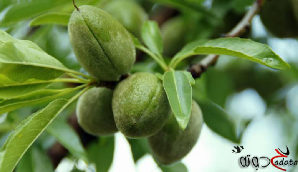 تفسير حلم رؤية اللوز الاخضر في المنام