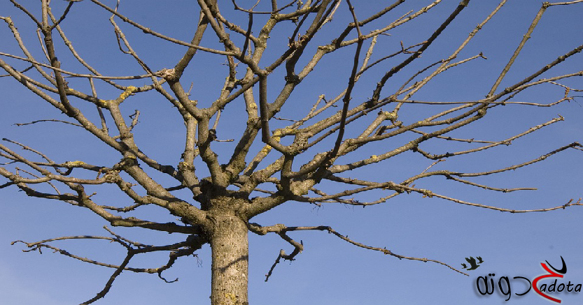 تفسير حلم رؤية الشجر اليابس في المنام