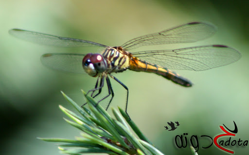 تفسير حلم رؤية حشرة اليعسوب في المنام