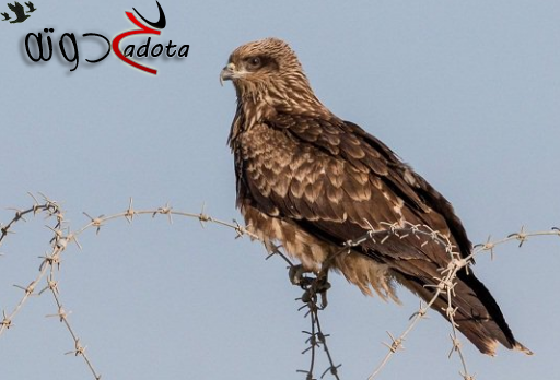 تفسير حلم رؤية الحدأة في المنام