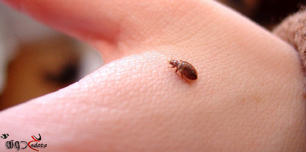 تفسير حلم رؤية البق في المنام