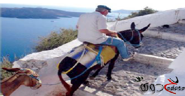 تفسير حلم رؤية ركوب الحمار في المنام