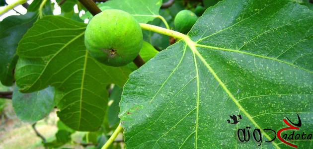 تفسير حلم رؤية شجرة التين في المنام