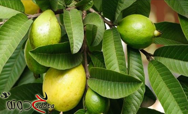 تفسير حلم رؤية شجرة الجوافة في المنام